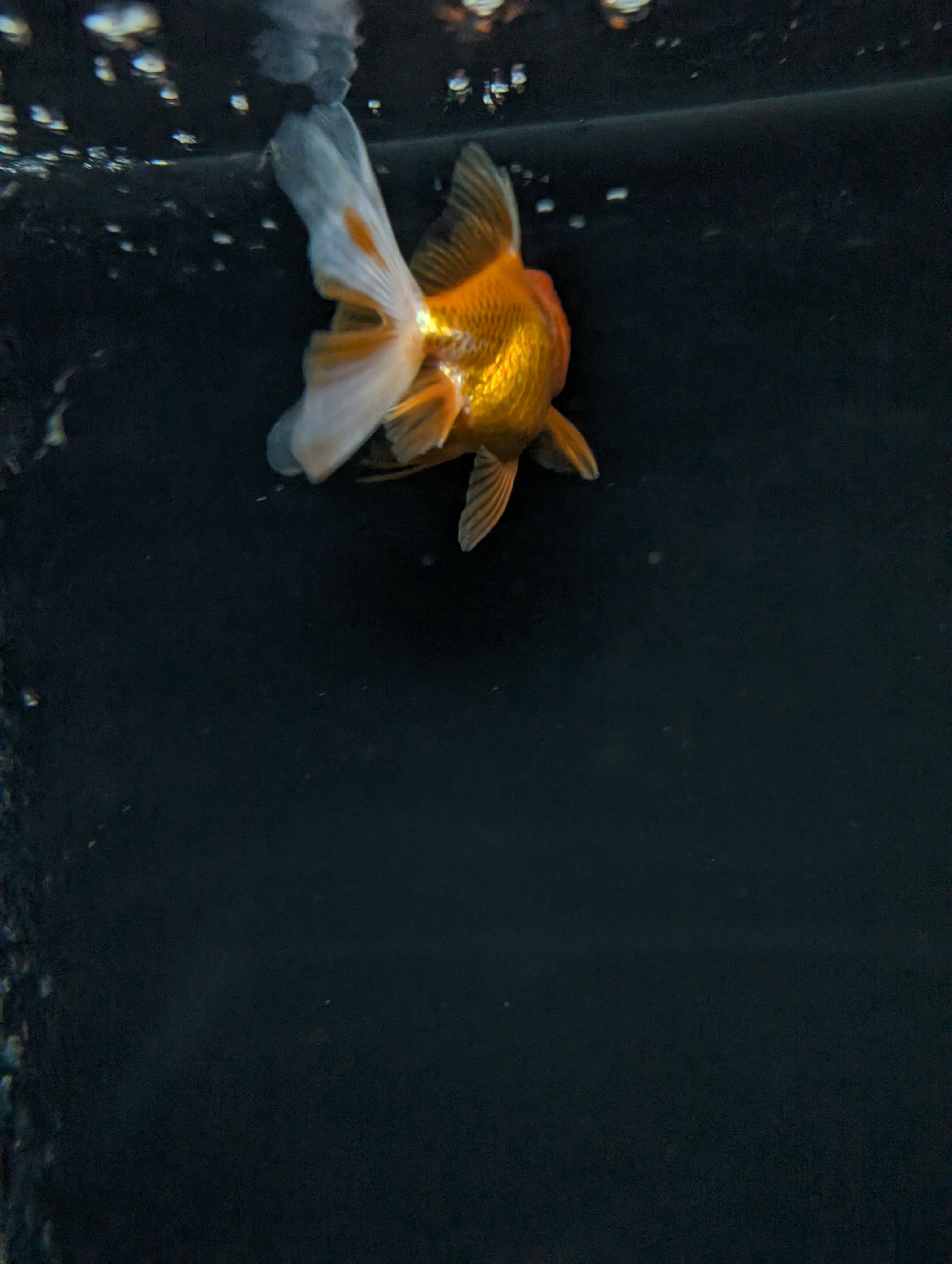 Juvenile Oranda  Red White 3"-3.5"in.  ID#619T1A-013