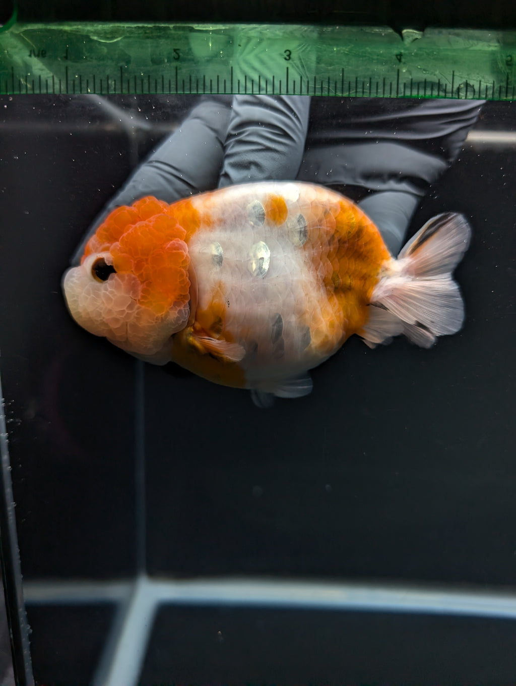 Jumbo Ranchu Sakura 4.5"-5" in. ID#828R8A-054