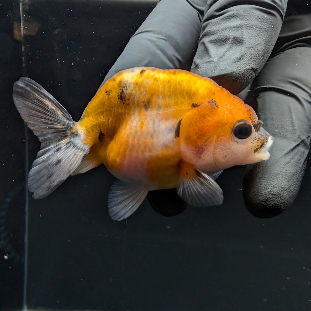 Ranchu Calico 2.5"-3" in. ID#717R4A-003