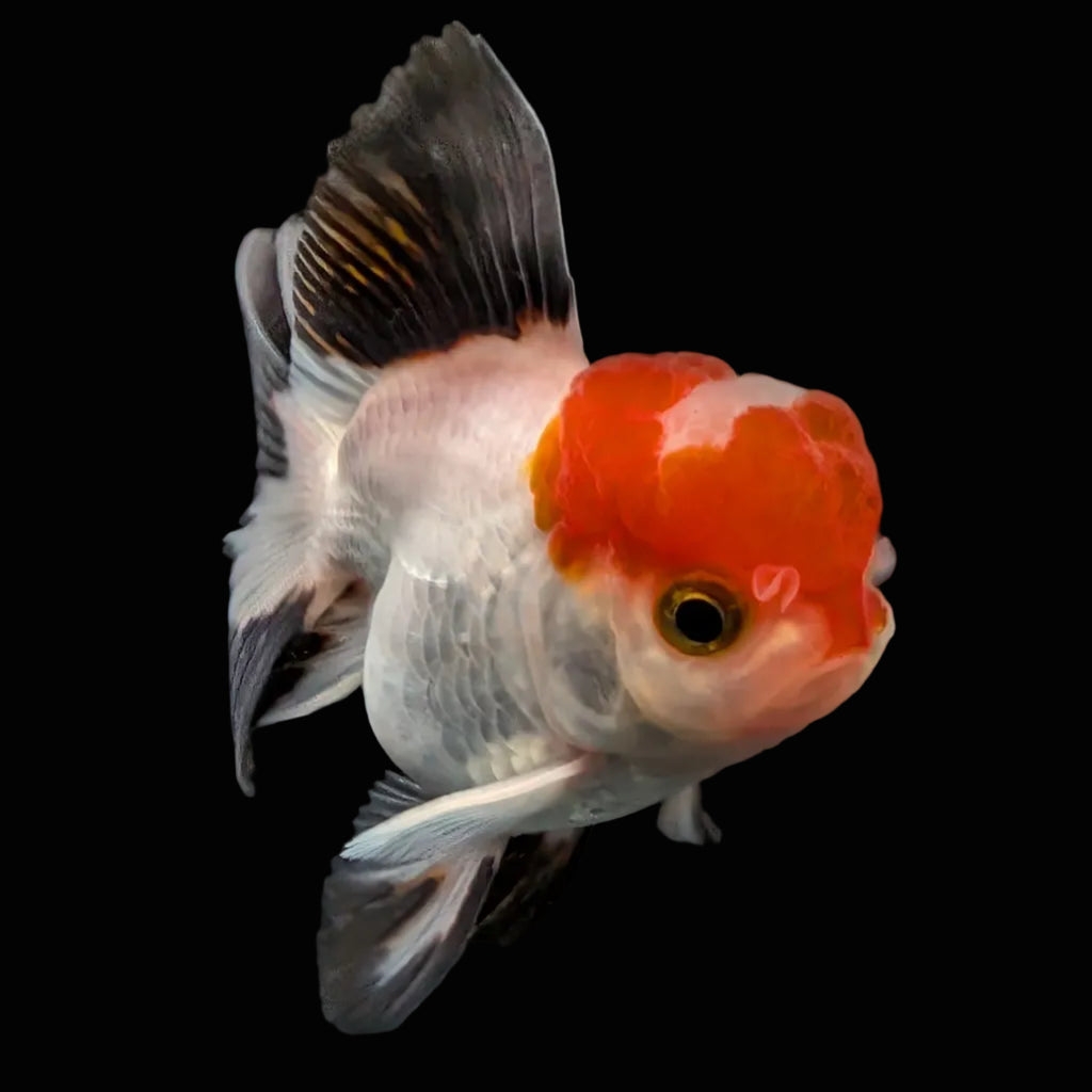 Juvenile Oranda Tricolor 3.5"-4" in.  ID#424T1A-001