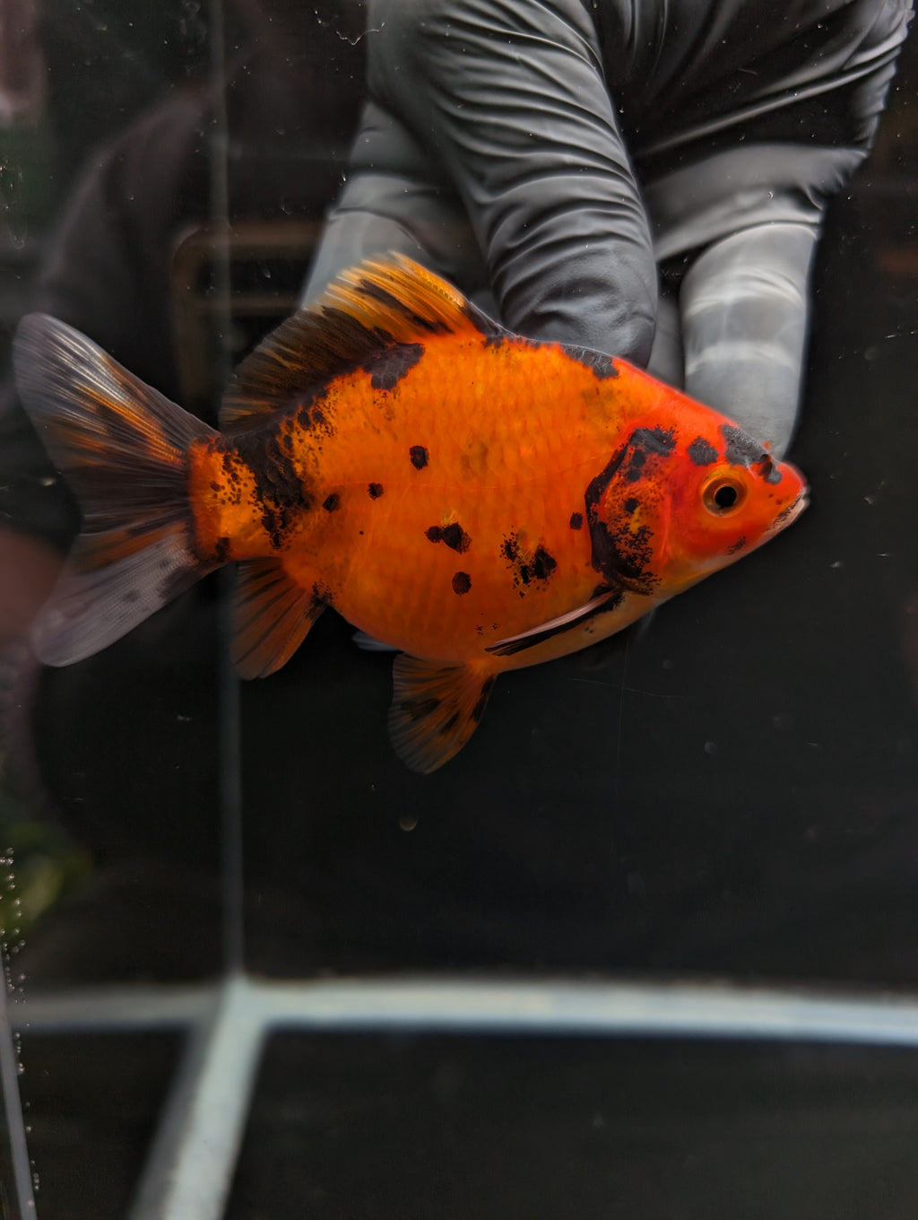 Tamasaba Calico 4" in. ID#1023TM1B-022