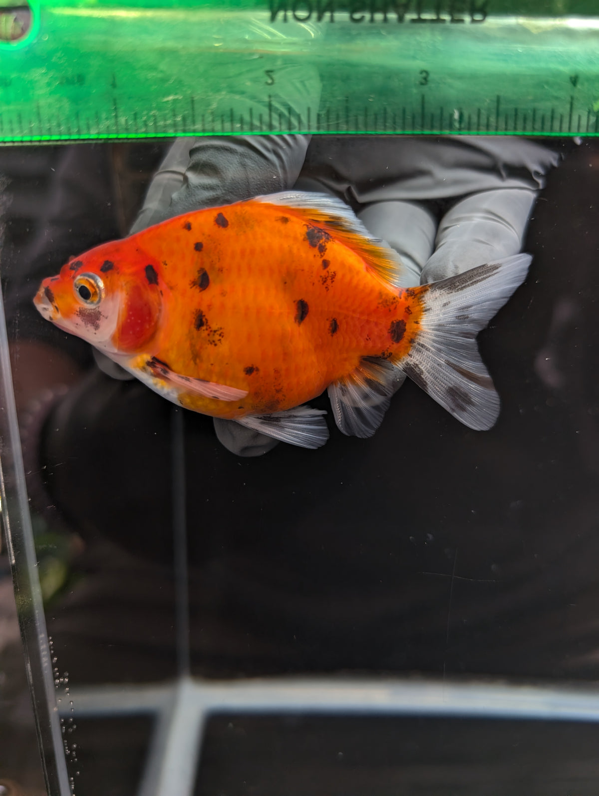 Tamasaba Calico 3.5" in. ID#1023TM1B-024