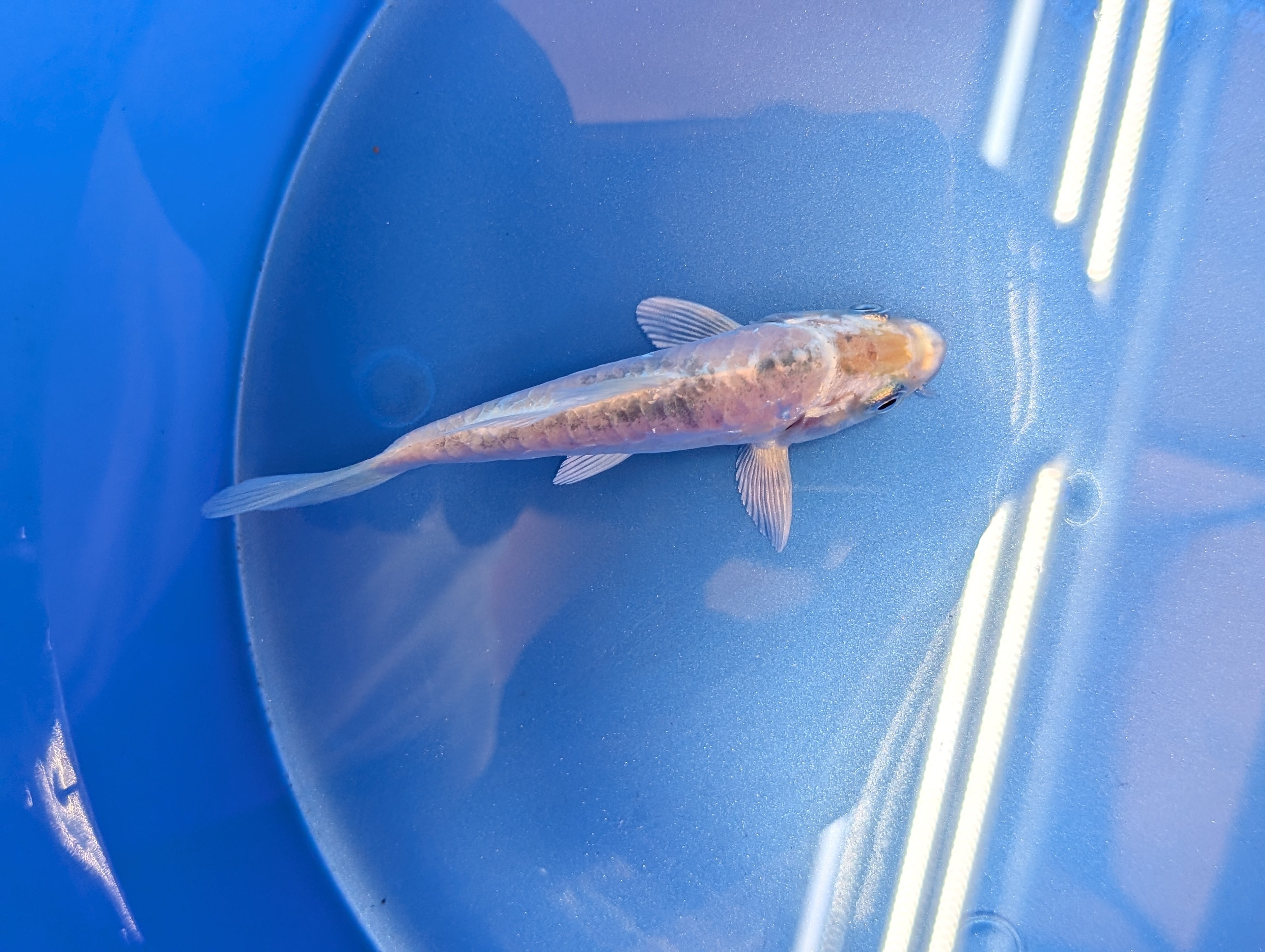 Doitsu Shiro Utsuri Koi  4"in. ID#806BFK-014