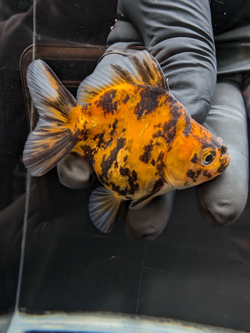 Baby Thai Shogun Oranda Tiger Calico 2"-2.5" in. ID#1023BSG11A-027