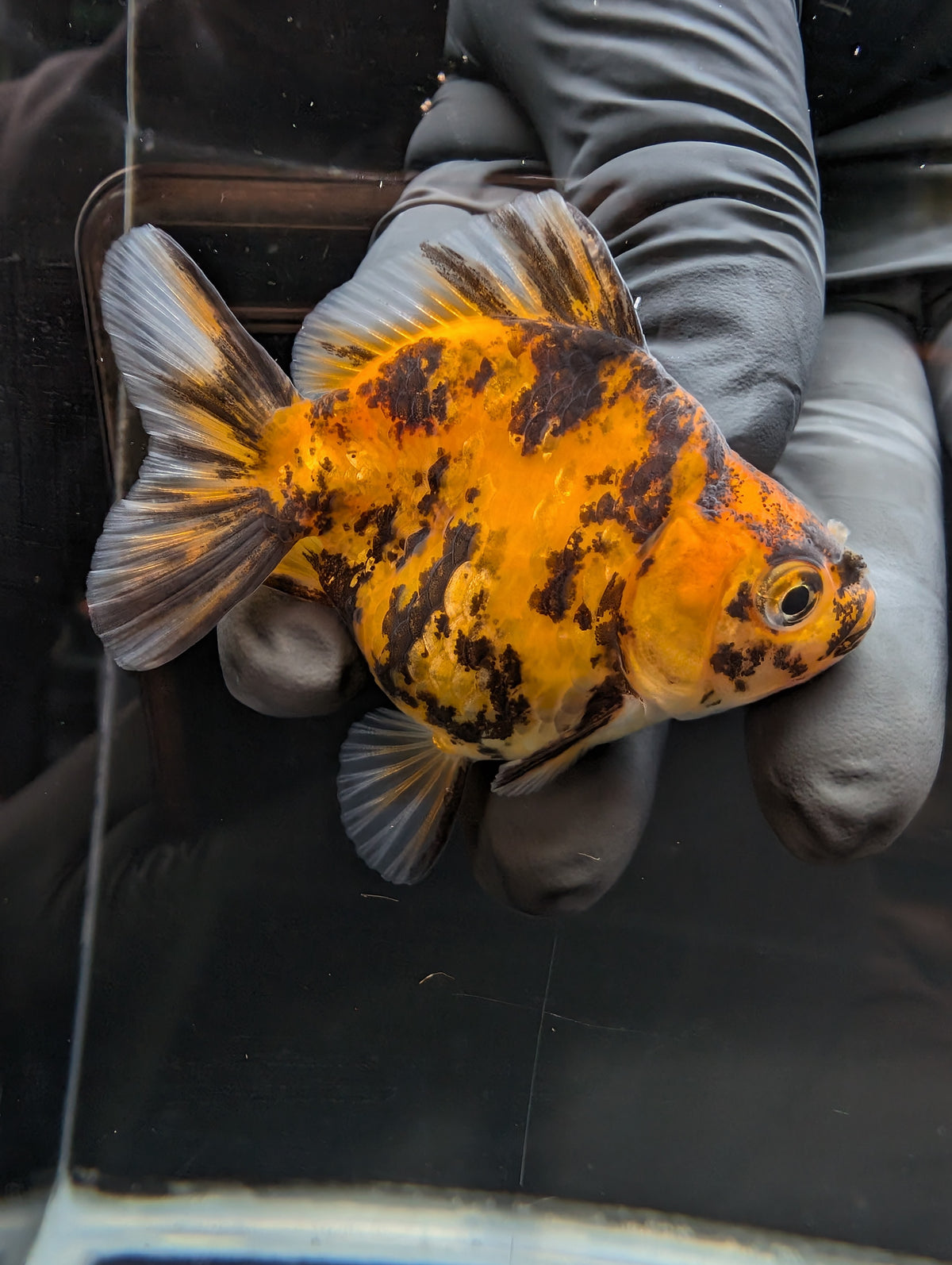 Baby Thai Shogun Oranda Tiger Calico 2"-2.5" in. ID#1023BSG11A-027