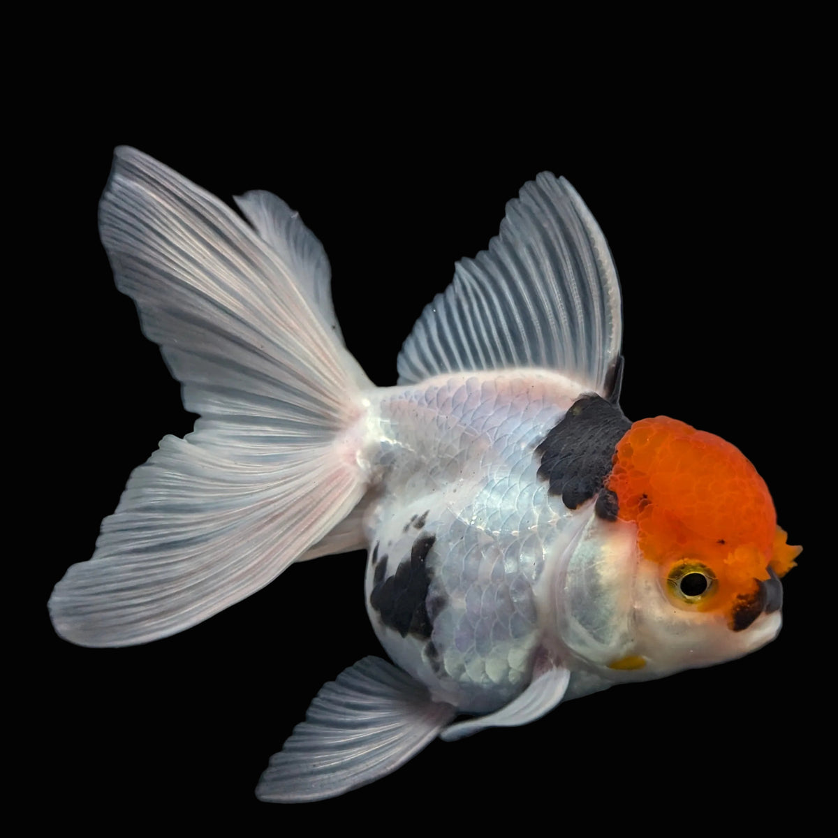 Thai Oranda Tricolor 4"-4.5"in.  ID#1016T1A-006