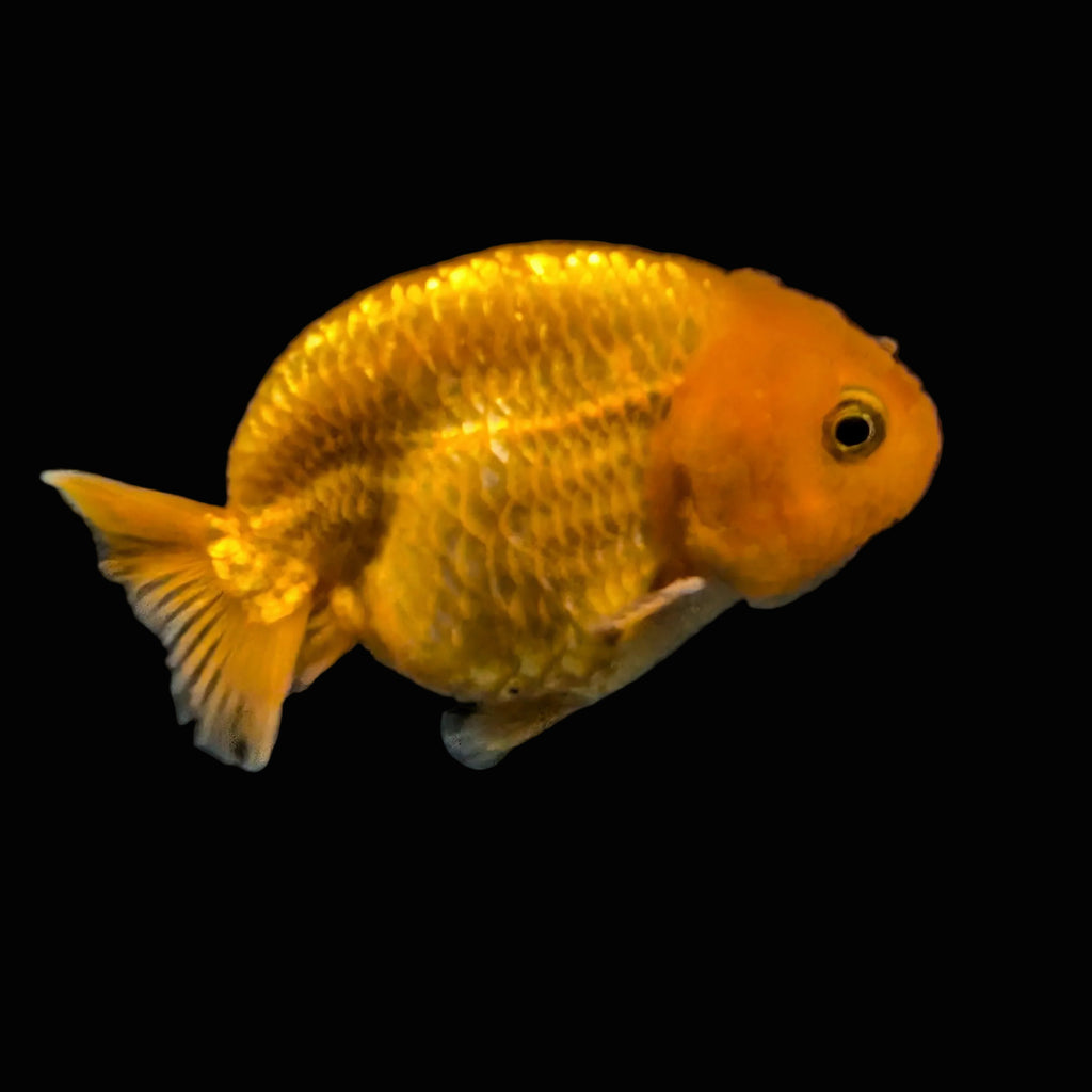 Ranchu Red White 3"-3.5" in. ID#403R7A-012