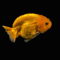 Ranchu Red White 3"-3.5" in. ID#403R7A-012