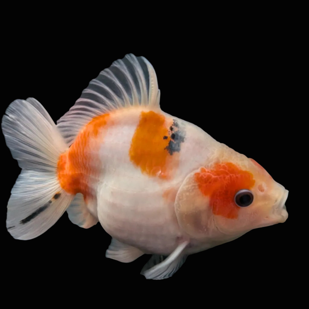 Jumbo Oranda Yuan Bao Sakura   4"-4.5"in. ID#807SB13A-003