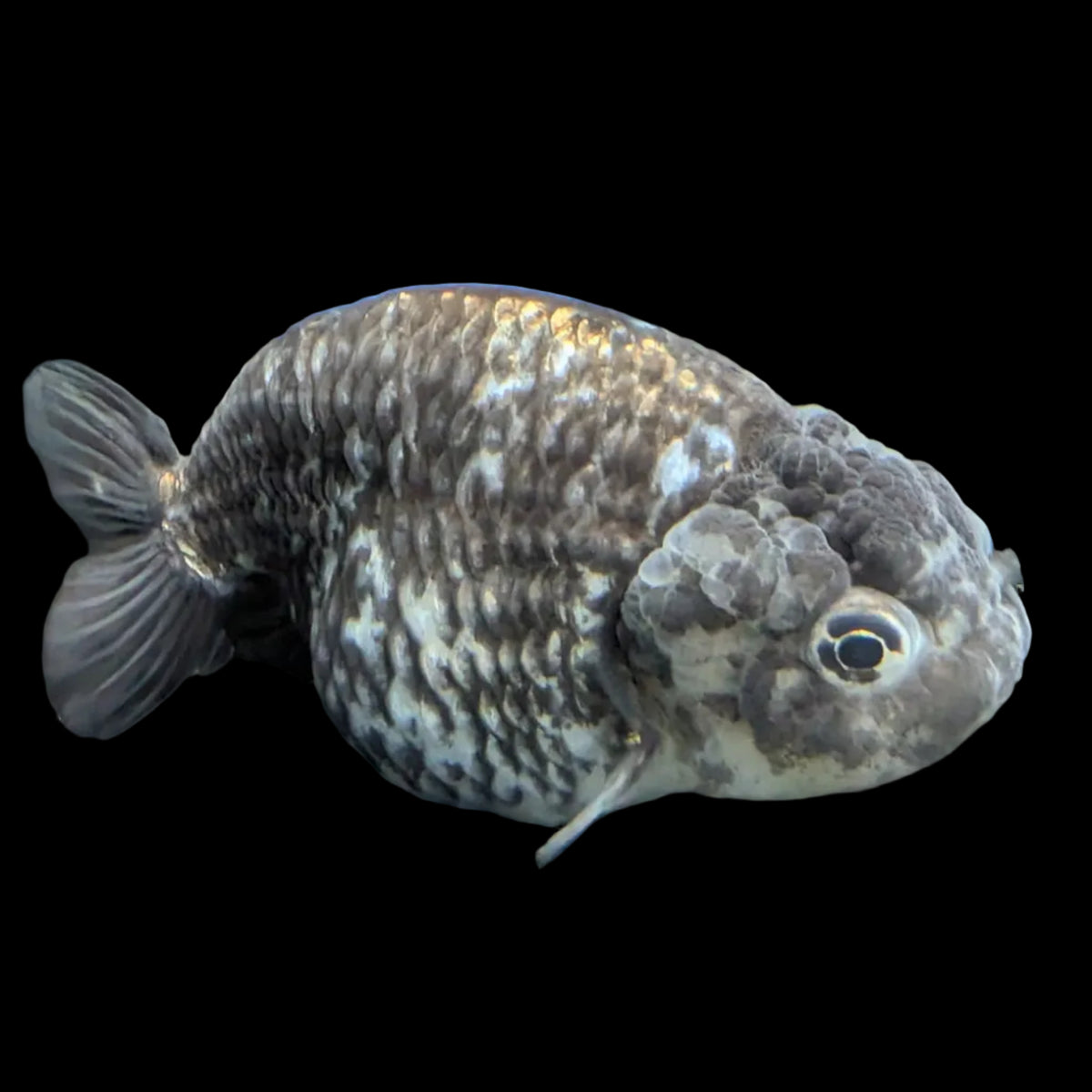 Ranchu Special Color Granite Calico 4