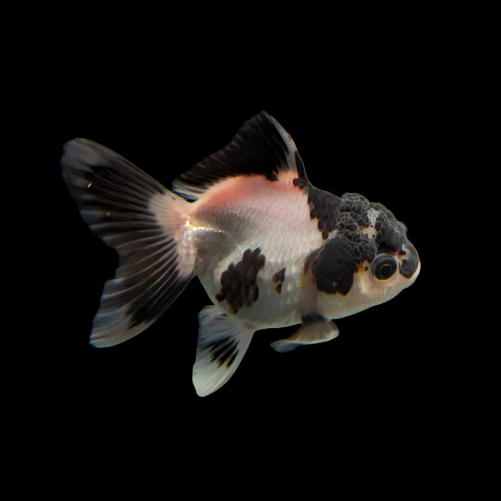 Juvenile Oranda Panda 3.5"-4" in.  ID#320T13b-007