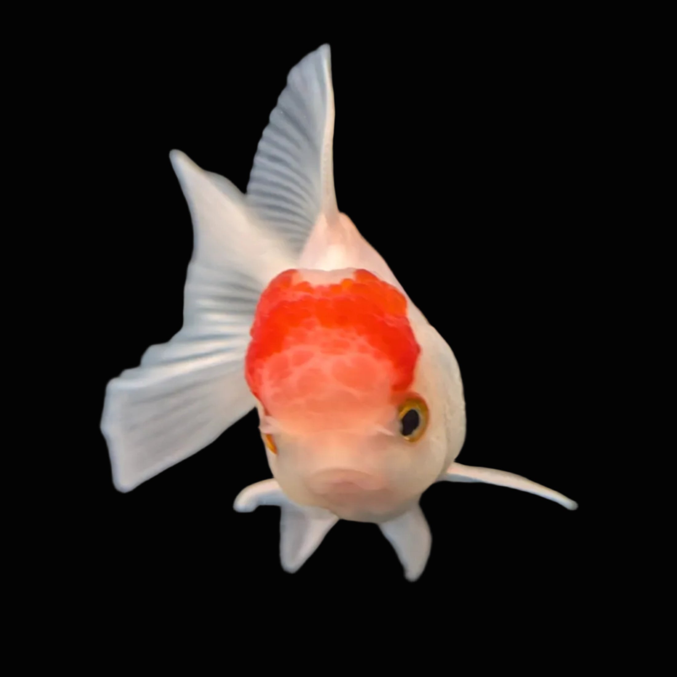 Juvenile Oranda Tricolor 3.5"-4" in.  ID#417T7A-009