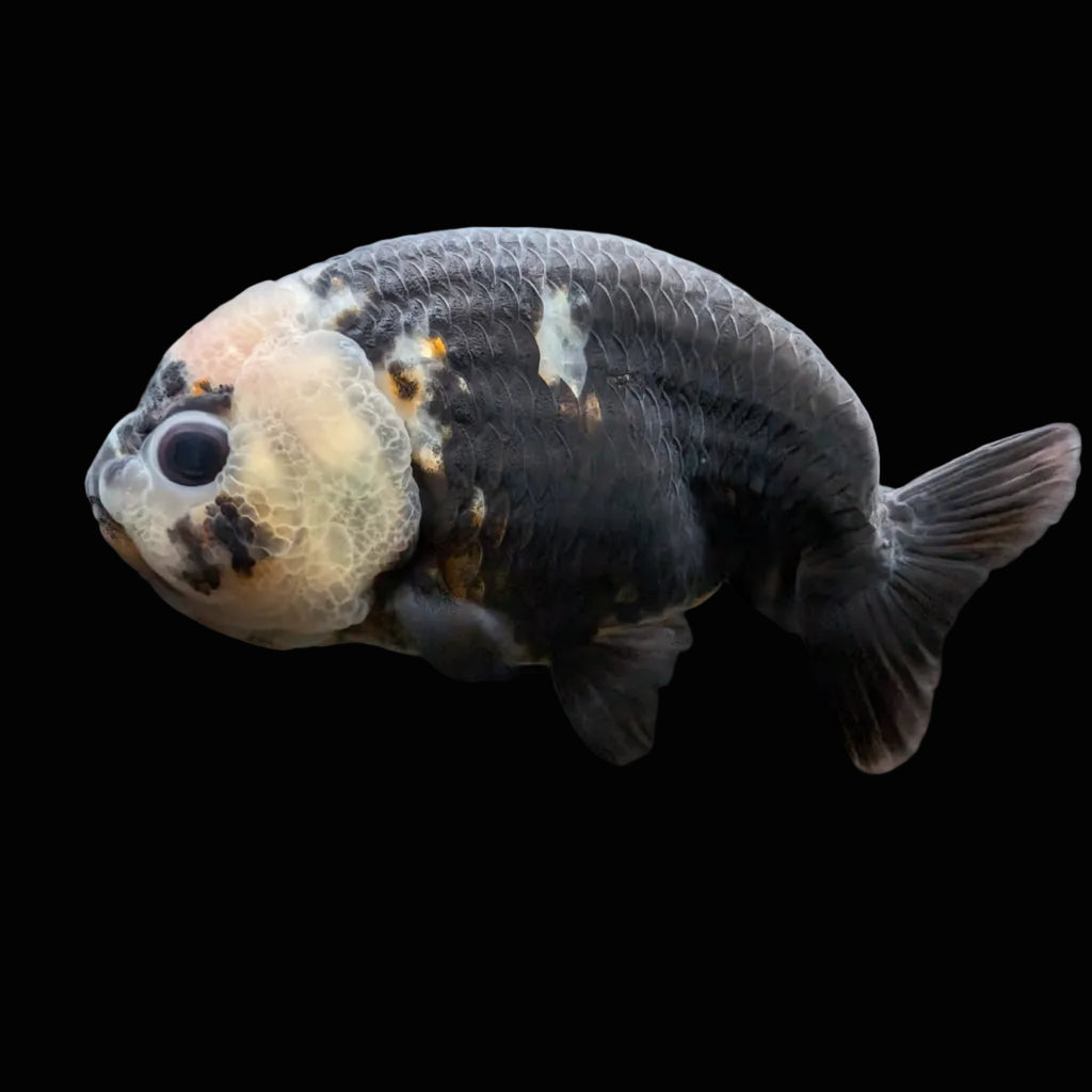 Jumbo Ranchu Milk Cow Calico 3.5"- 4" in. ID#710R8A-022