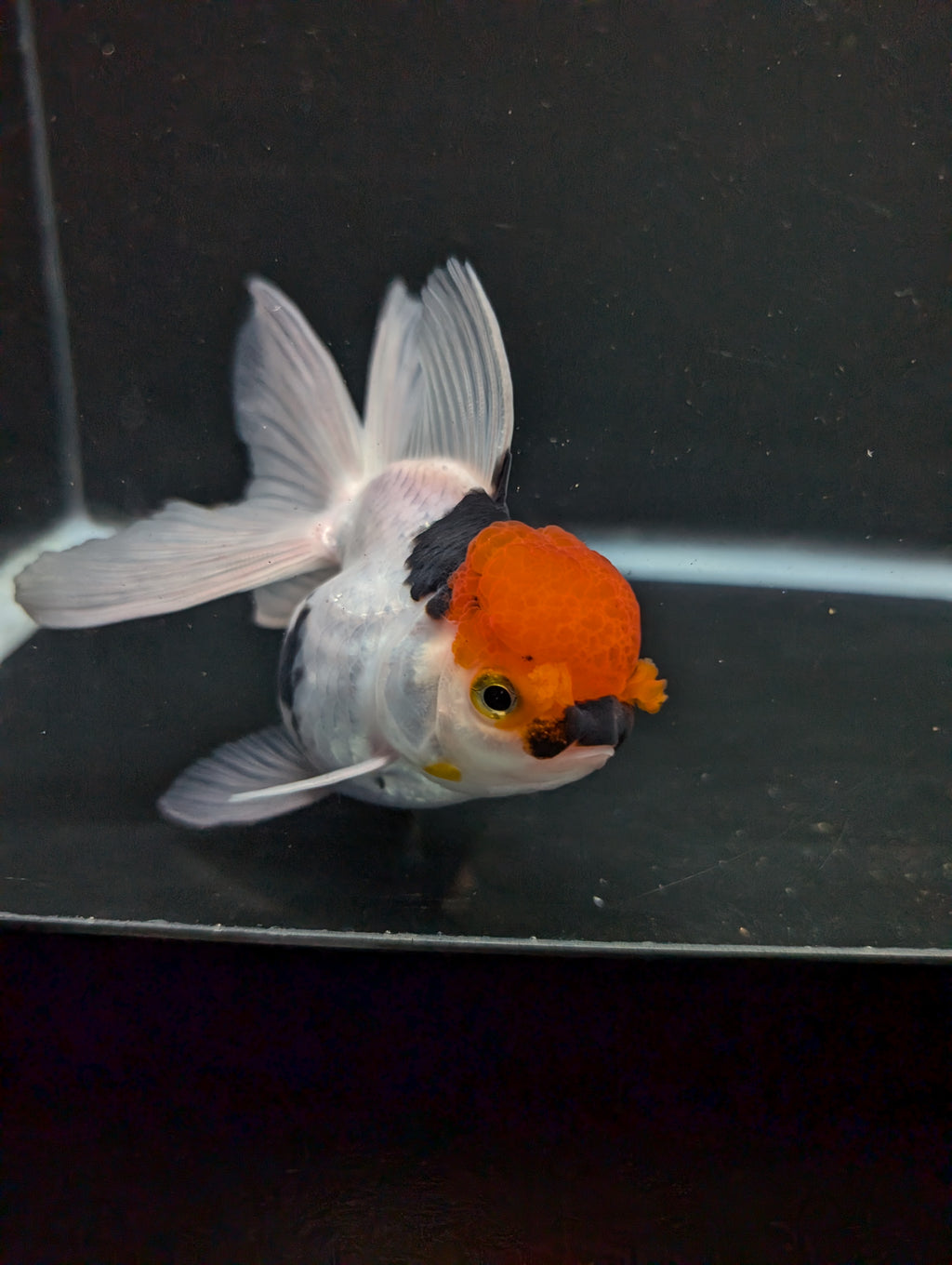 Thai Oranda Tricolor 4"-4.5"in.  ID#1016T1A-006