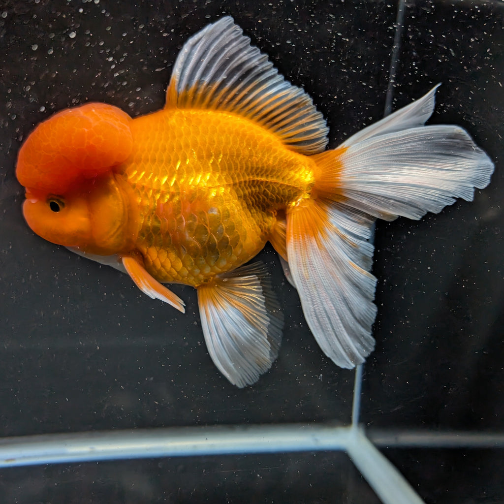 Jumbo Oranda Red White 6.5"-7"in.  ID#515T5B-002
