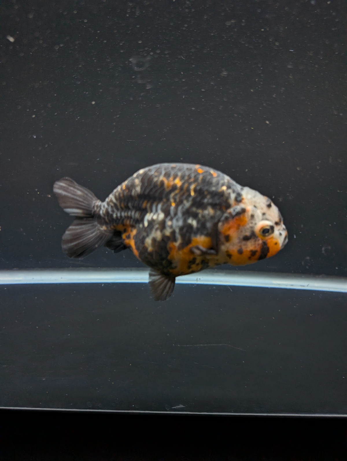 Jumbo Ranchu Kirin Calico 4"-4.5" in. ID#918R8A-074