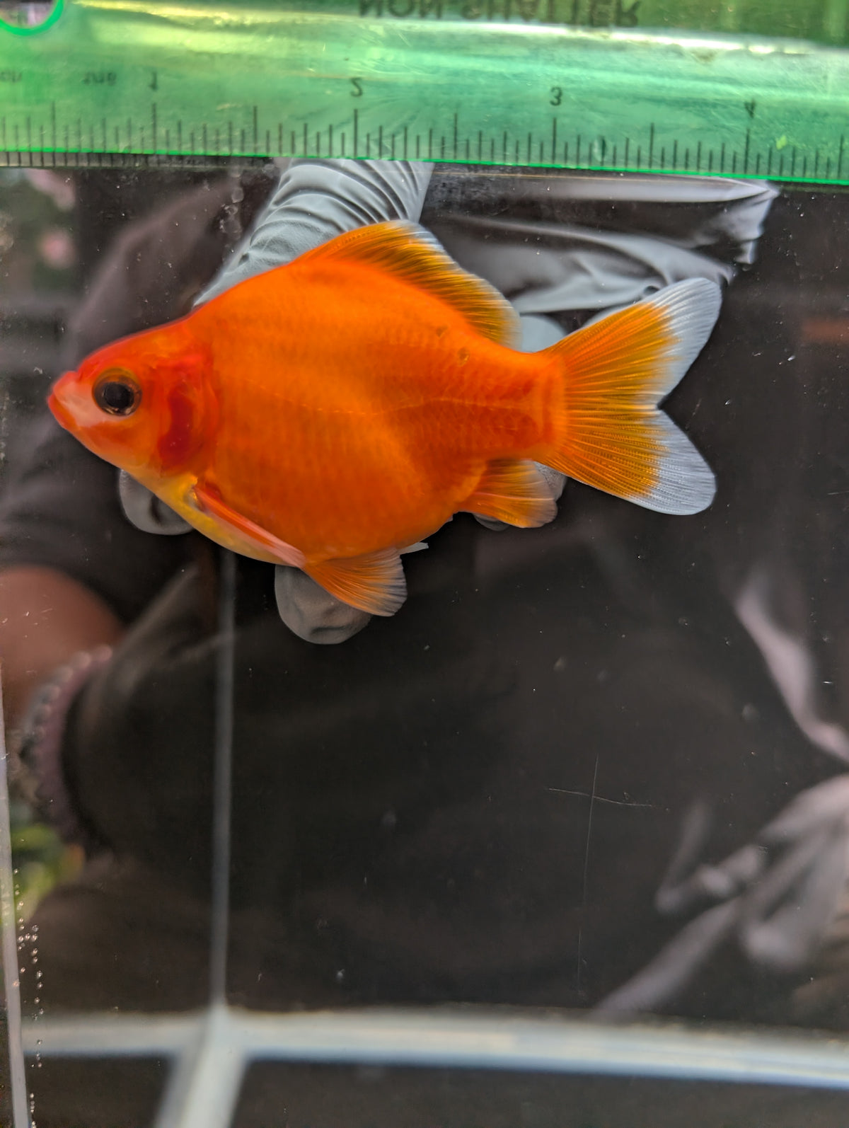 Tamasaba Sakura 3.5"in. ID#1023TM1B-033