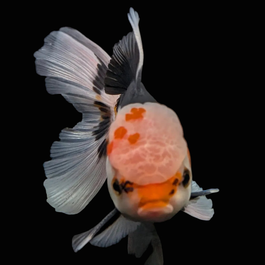 Thai Oranda Tricolor  4.5"-5"  ID#718T5B-003