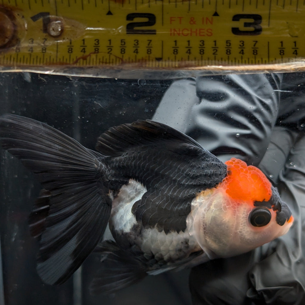 Juvenile Oranda Tricolor 3.5"-4" in.  ID#403T8A-012