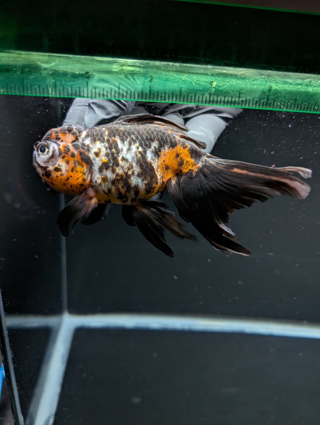 Calico Oranda 4.5"-5"in. ID#911LB2A-001