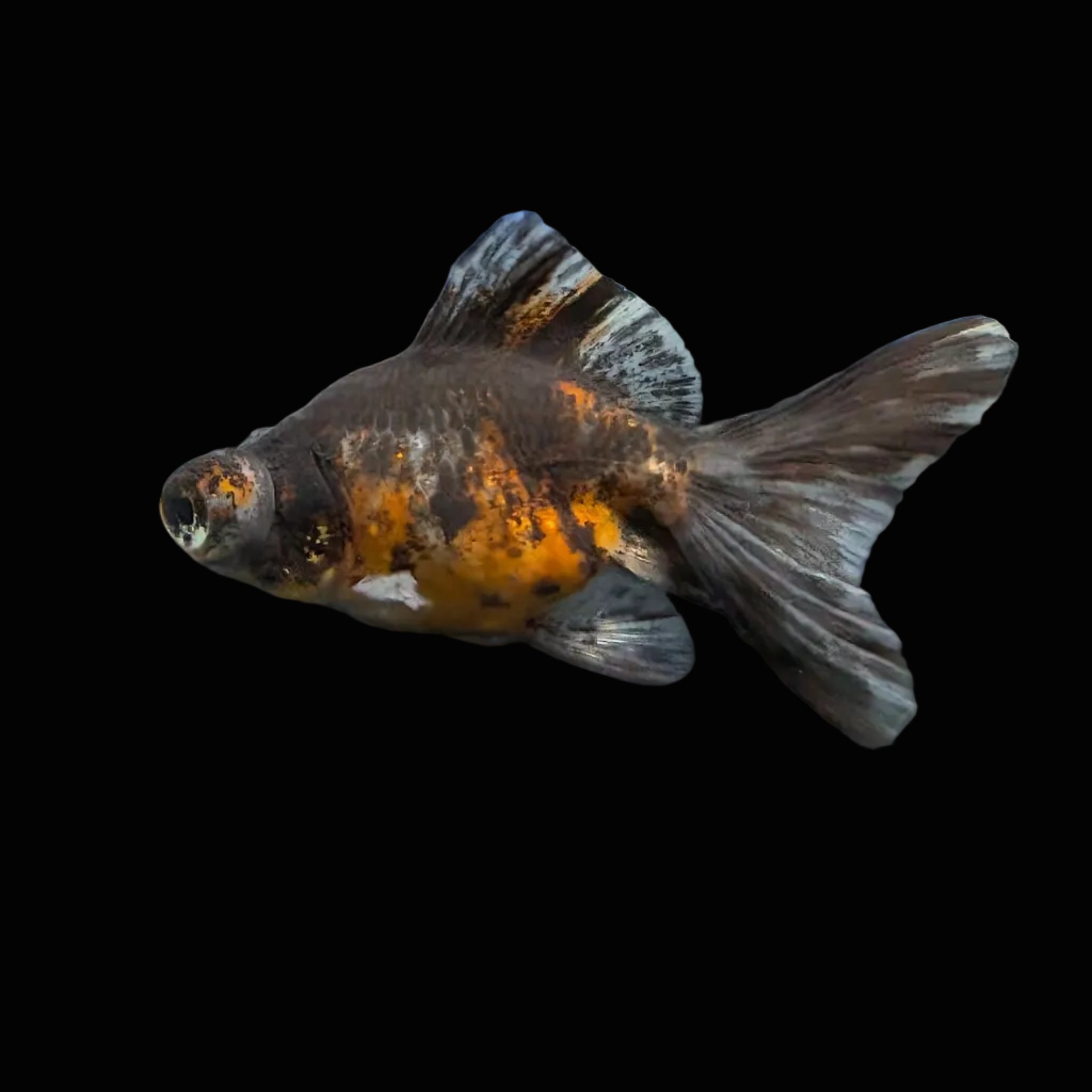 Telescope Butterfly Kirin Calico 3.5"-4" in. ID#612B6B-059