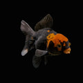 Juvenile Oranda Tricolor 3.5"-4" in.  ID#417T7A-002