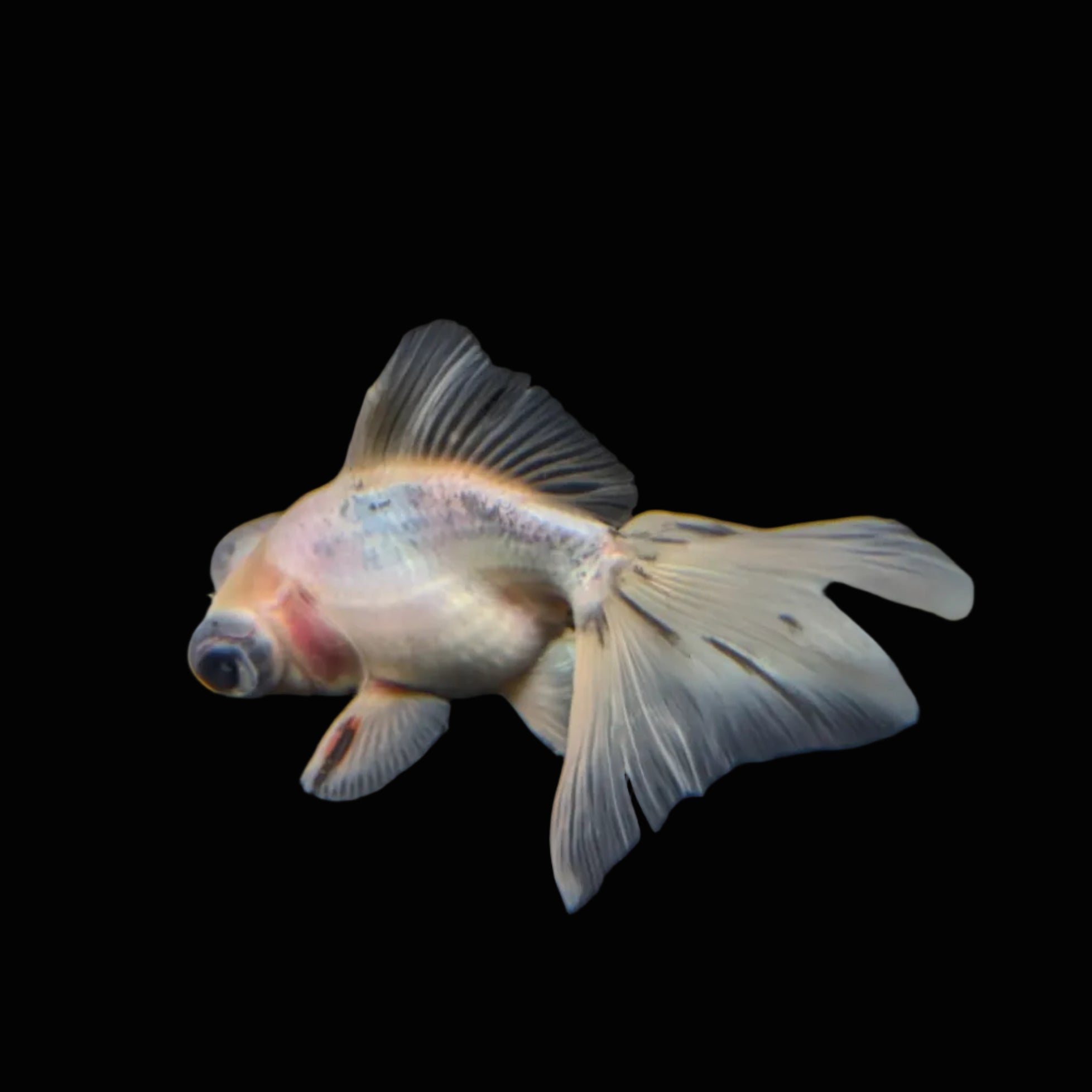 Telescope Butterfly Calico 3.5"-4" in. ID#508B4A-009