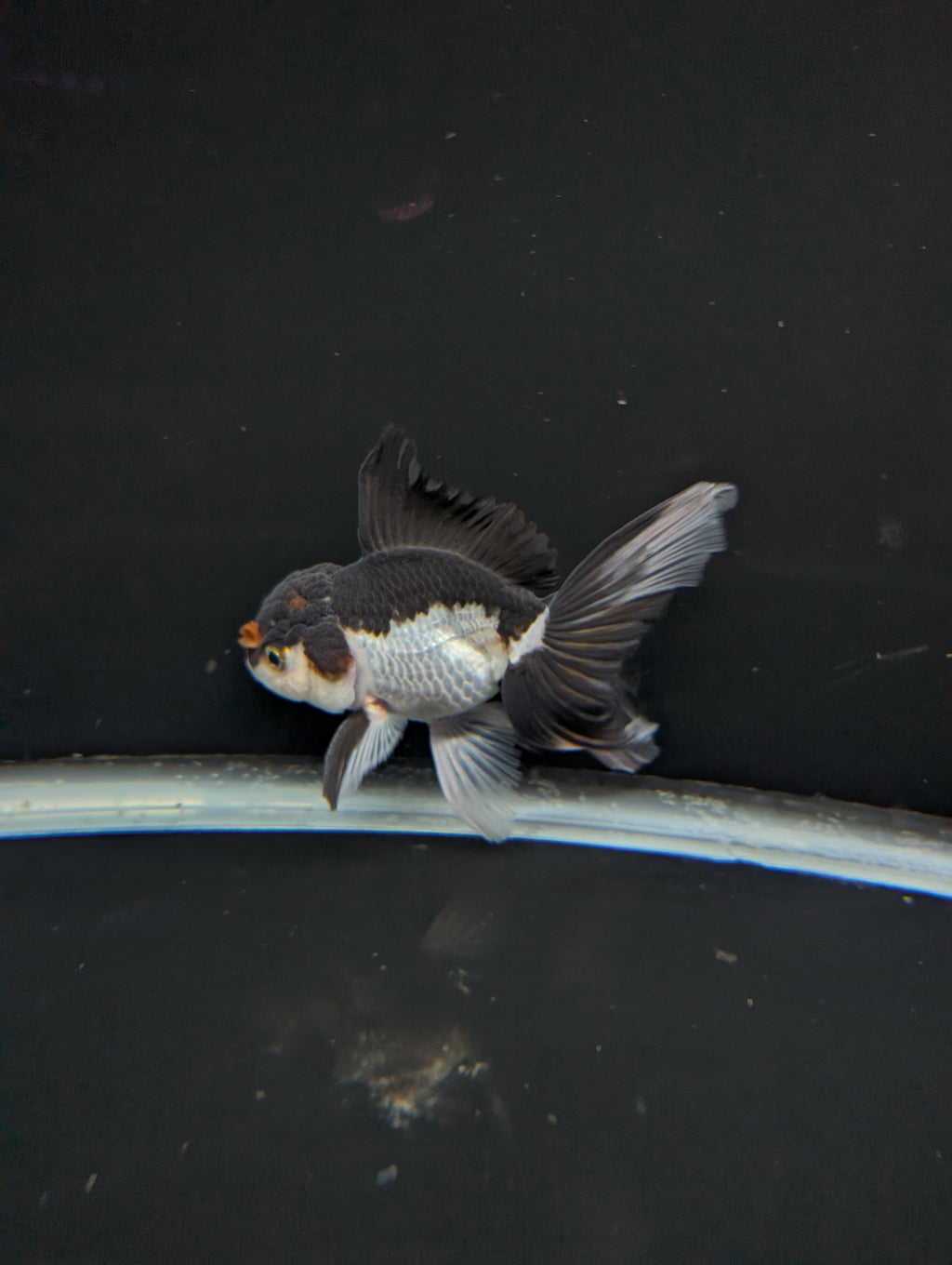 Thai Oranda Panda Tricolor 4"-4.5"in.  ID#1023T1A-026