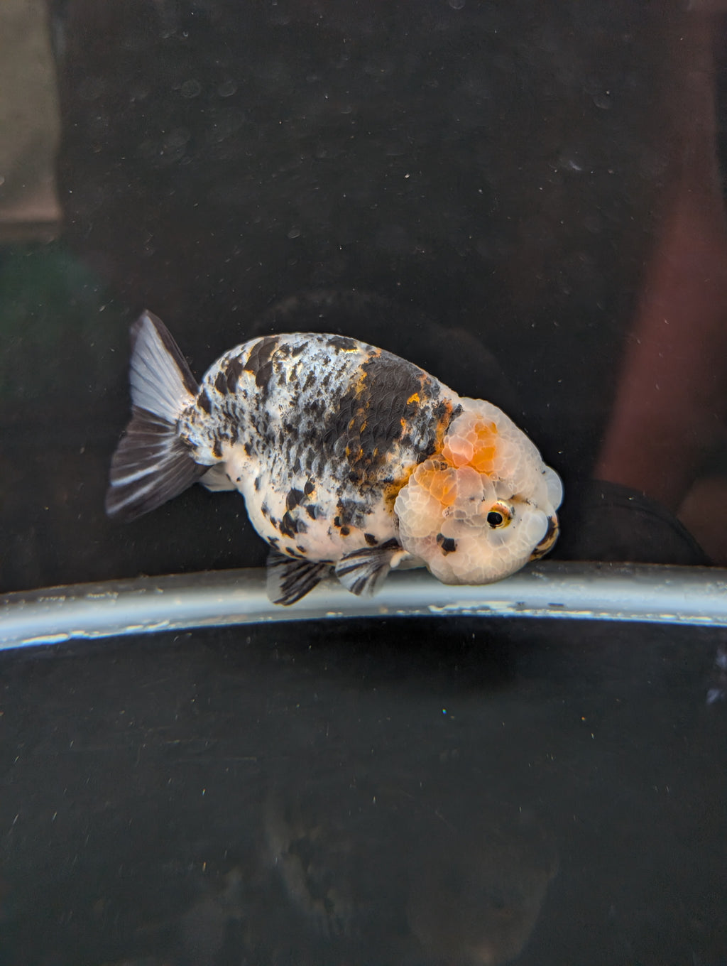 Jumbo Ranchu Kirin Calico 4.5"-5" in. ID#814R8A-024