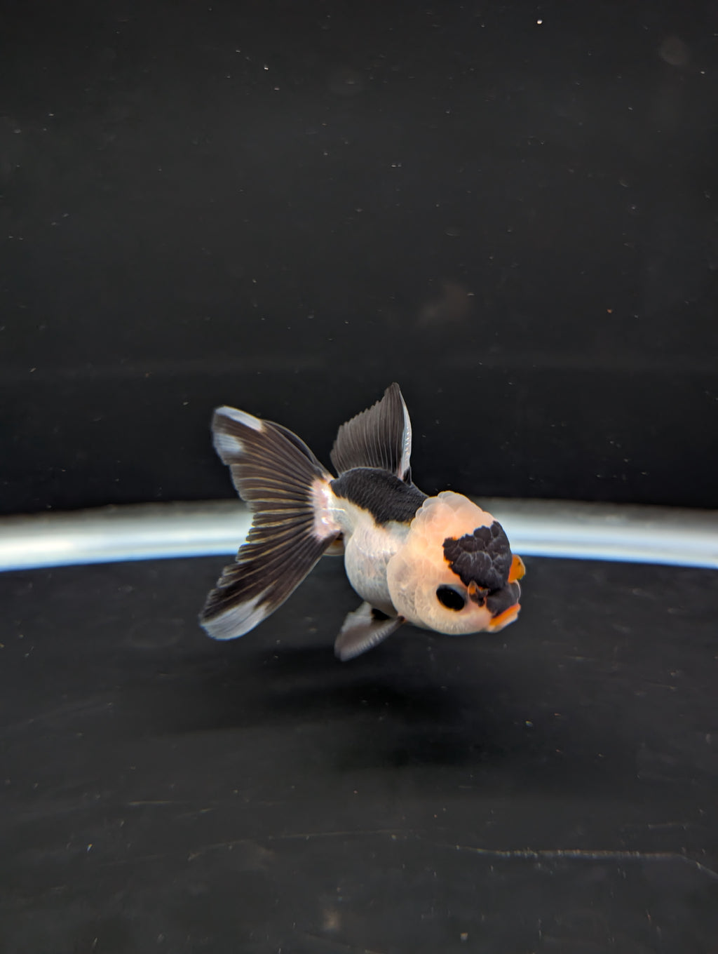Juvenile Thai Oranda Panda 3"in.  ID#814T1A-006