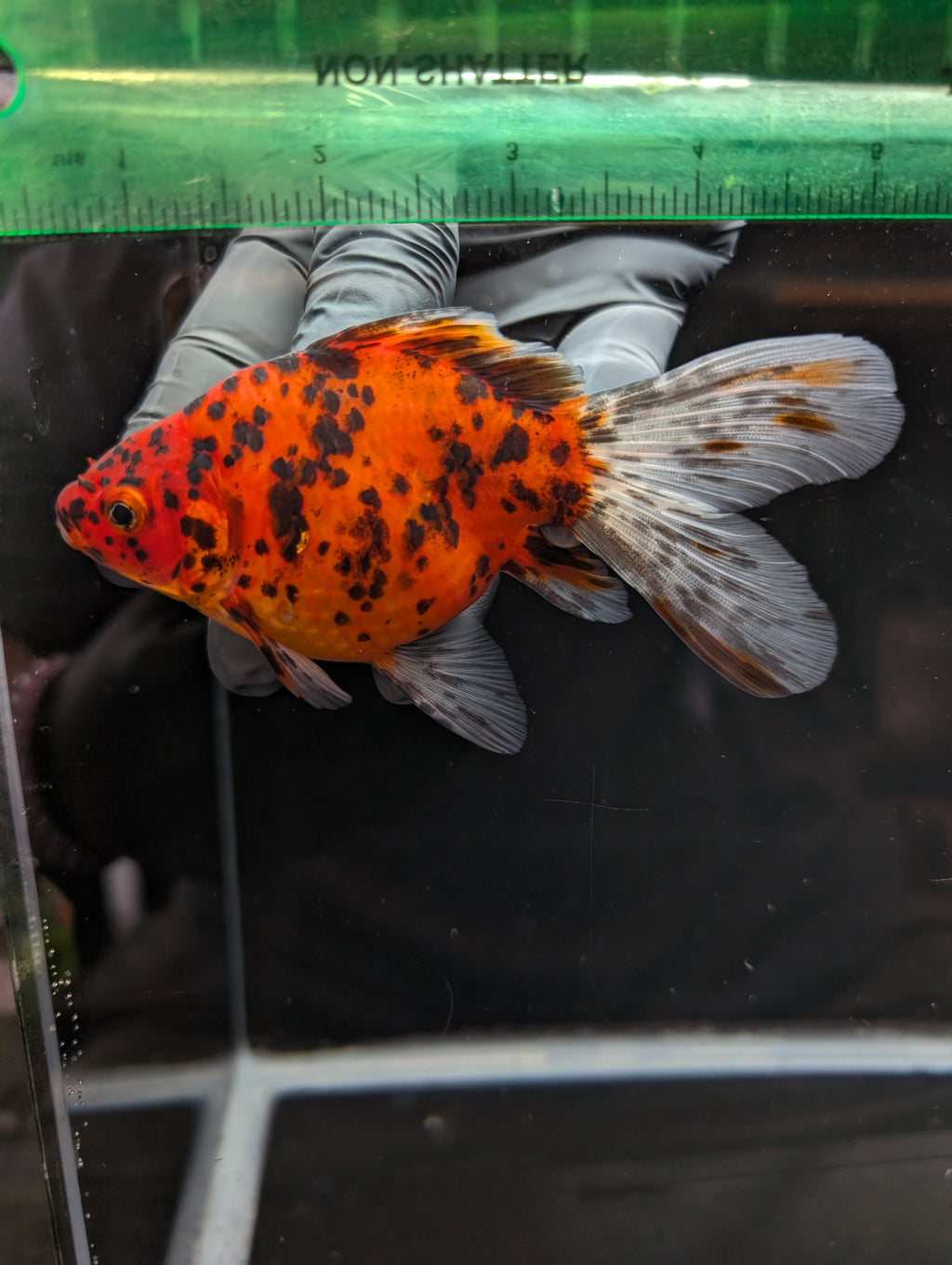 Tamasaba Calico 4" in. ID#1023TM1B-023