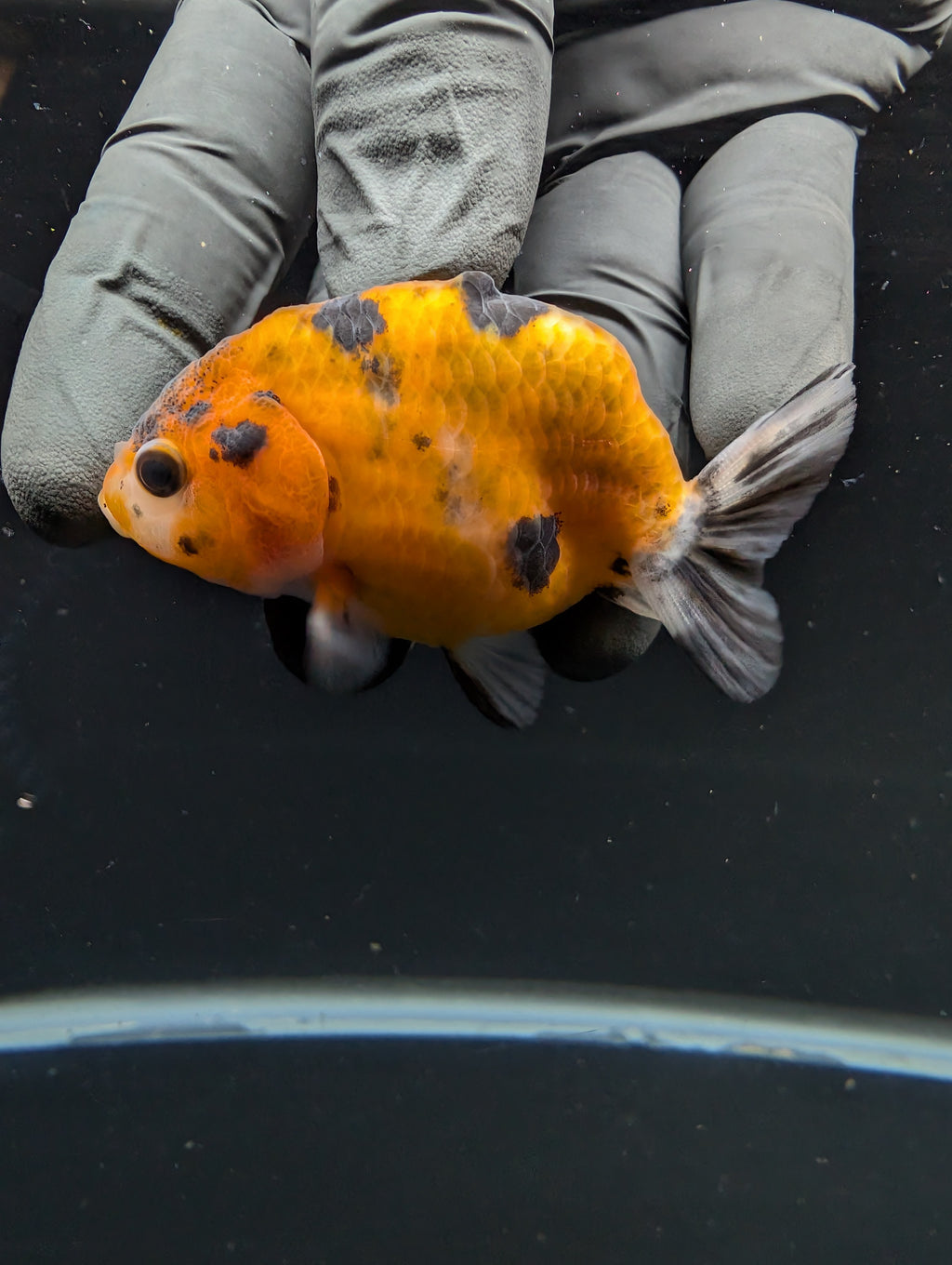 Ranchu Calico 2.5"-3" in. ID#717R4A-009
