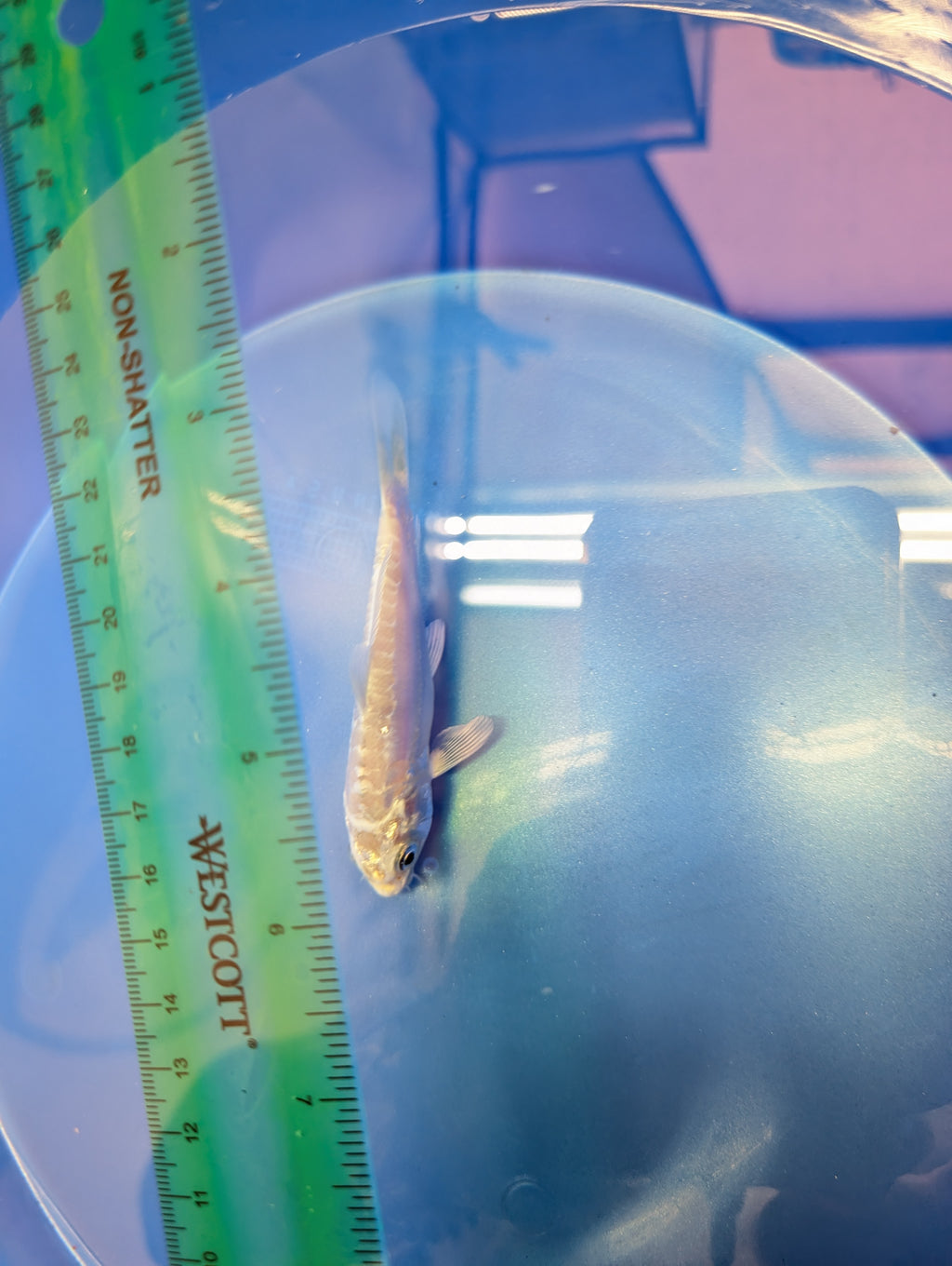Doitsu Platinum Ogon Koi  4"in. ID#806BFK-018