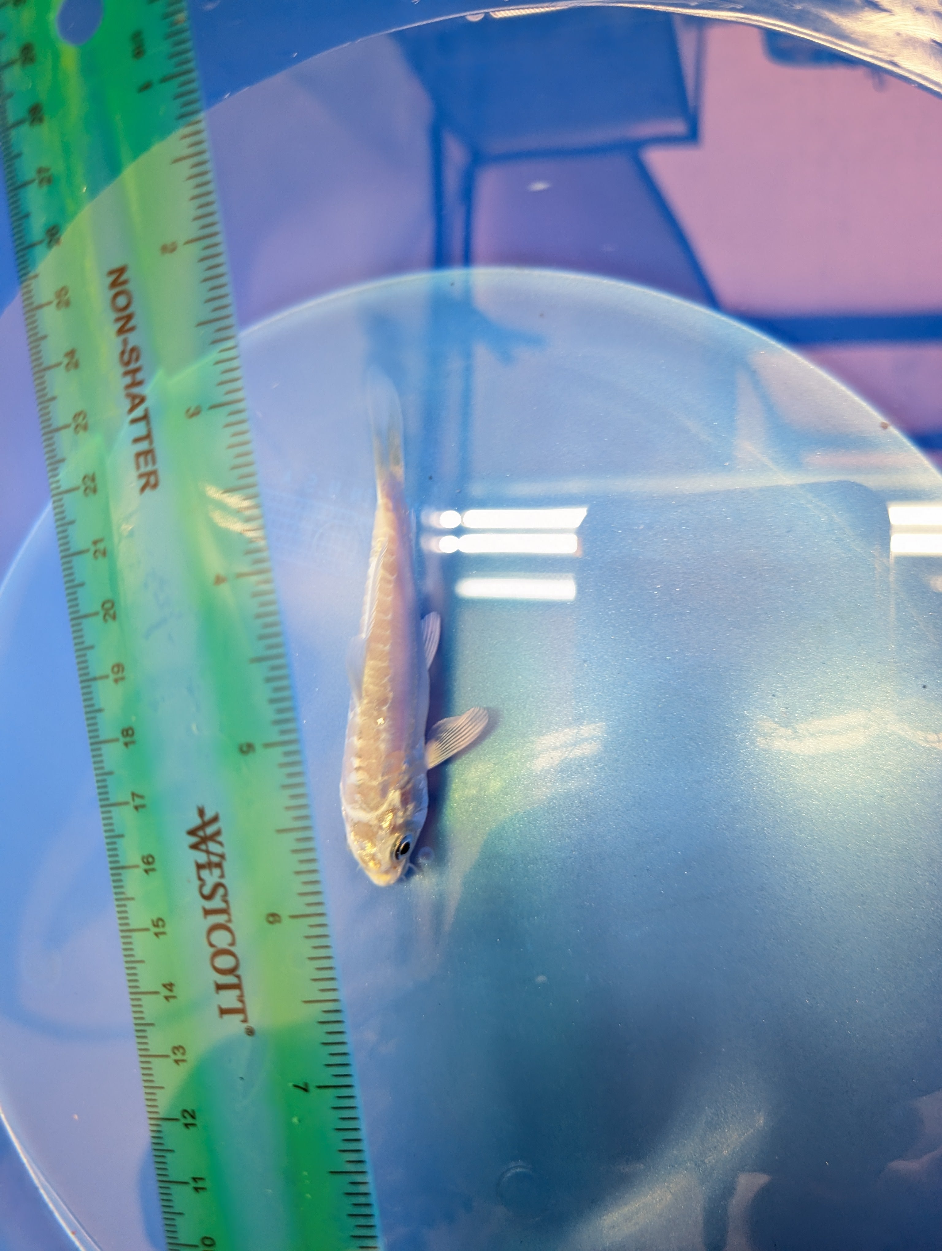 Doitsu Platinum Ogon Koi  4"in. ID#806BFK-018