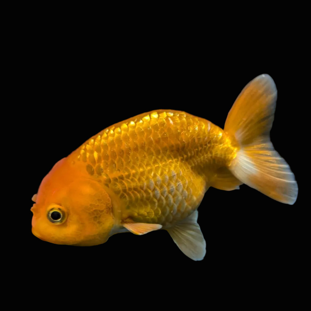 Ranchu Red White 3.5"-4"in. ID#821R4A-051