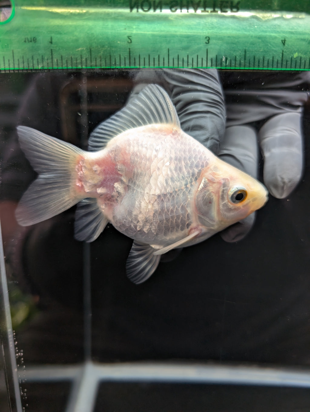 Tamasaba White 3.5"in. ID#1023TM1B-025