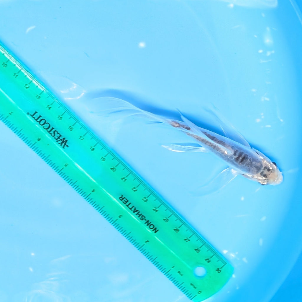Blue Shusui Butterfly Koi  5"-6" in. ID#727BFK-005