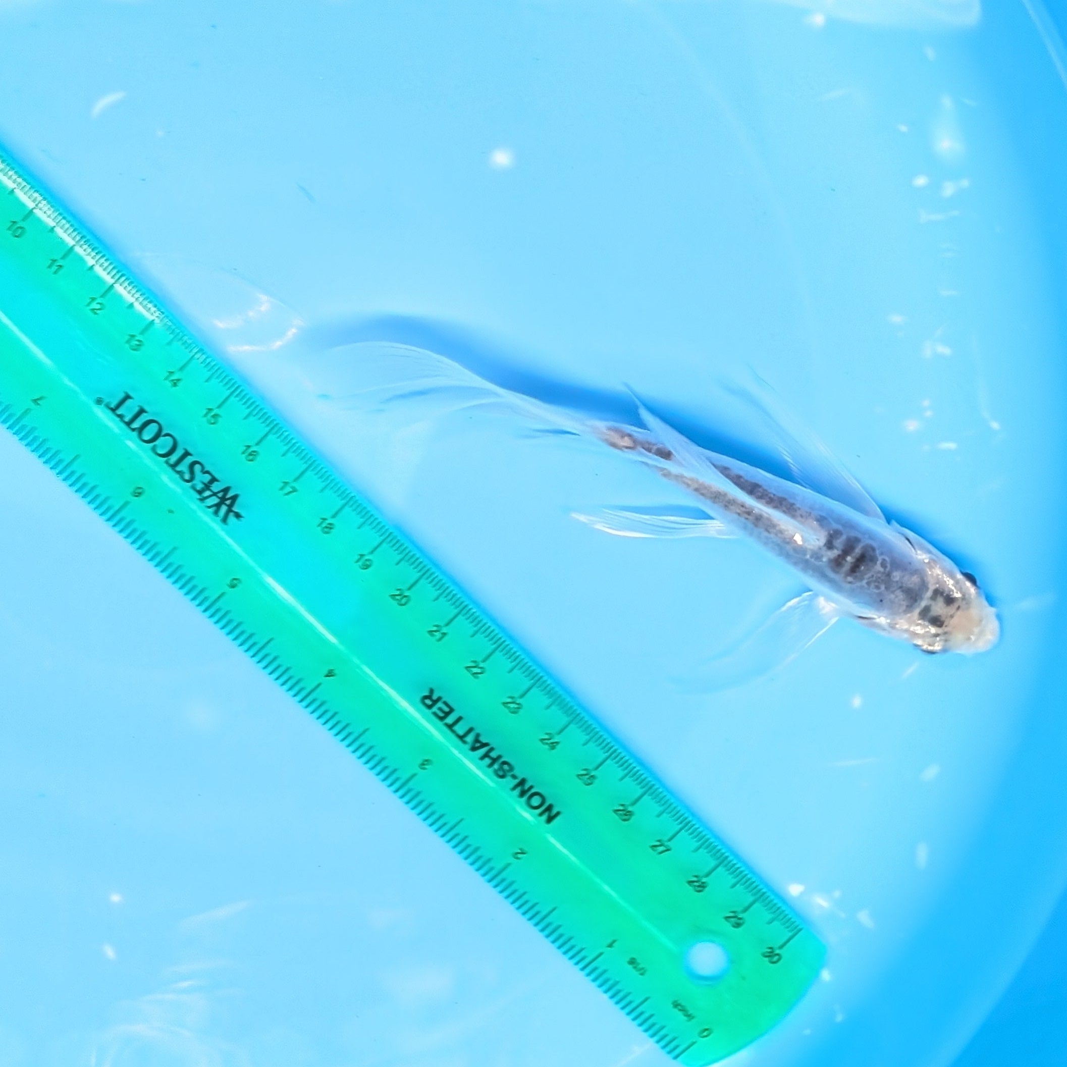 Blue Shusui Butterfly Koi  5"-6" in. ID#727BFK-005