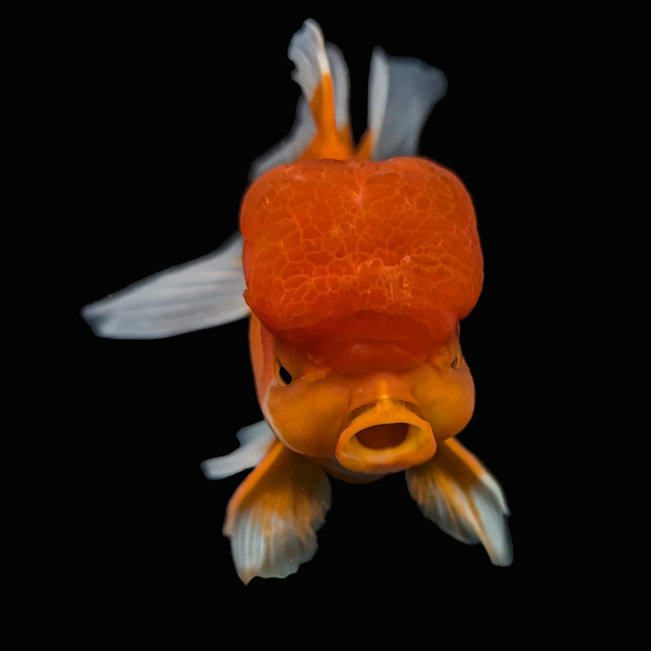 Jumbo Oranda Red White 6.5"-7"in.  ID#515T5B-001