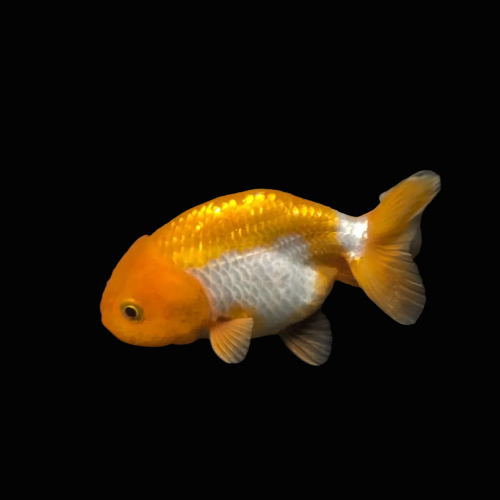 Ranchu Red White 3"-3.5" in. ID#403R7A-009