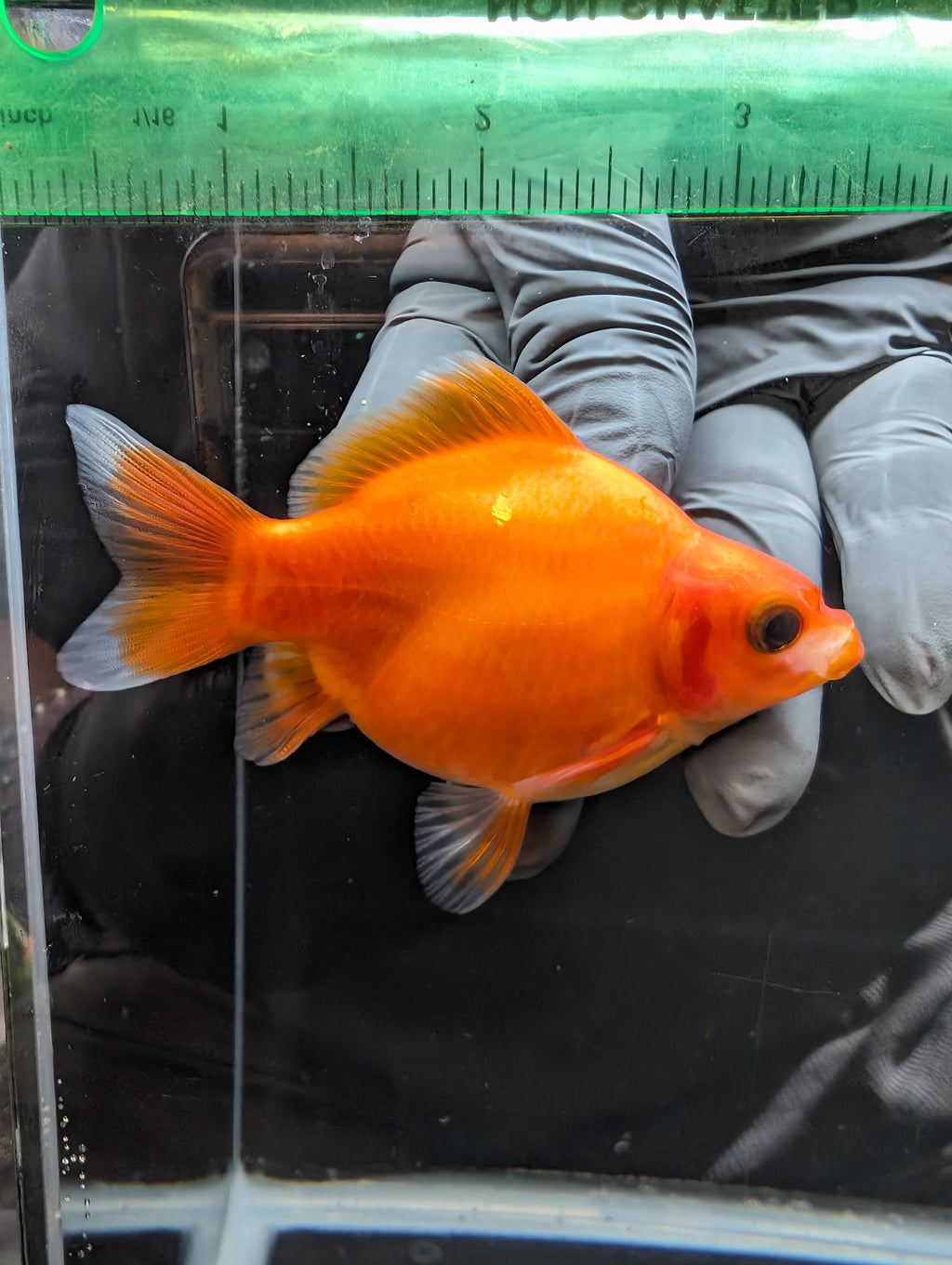 Tamasaba Sakura 3.5"in. ID#1023TM1B-033