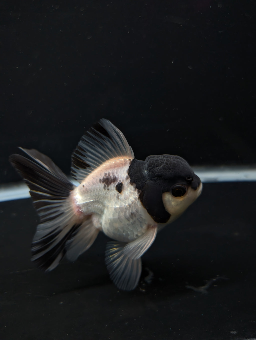 Thai Oranda Panda 4"-4.5"in.  ID#1023T1A-022
