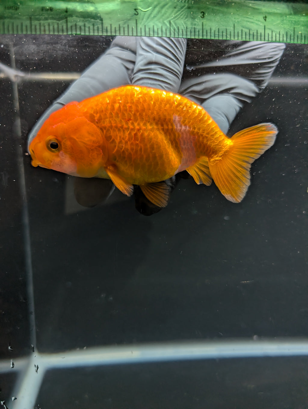 Ranchu Red White 3.5"-4"in. ID#828R4A-022
