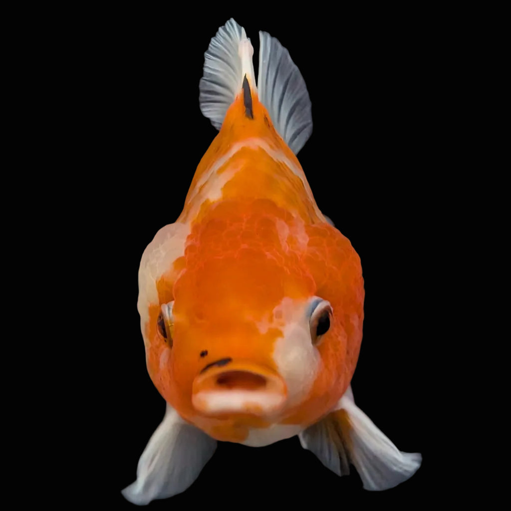Jumbo Oranda Yuan Bao Sakura   4"-4.5"in. ID#807SB13A-002
