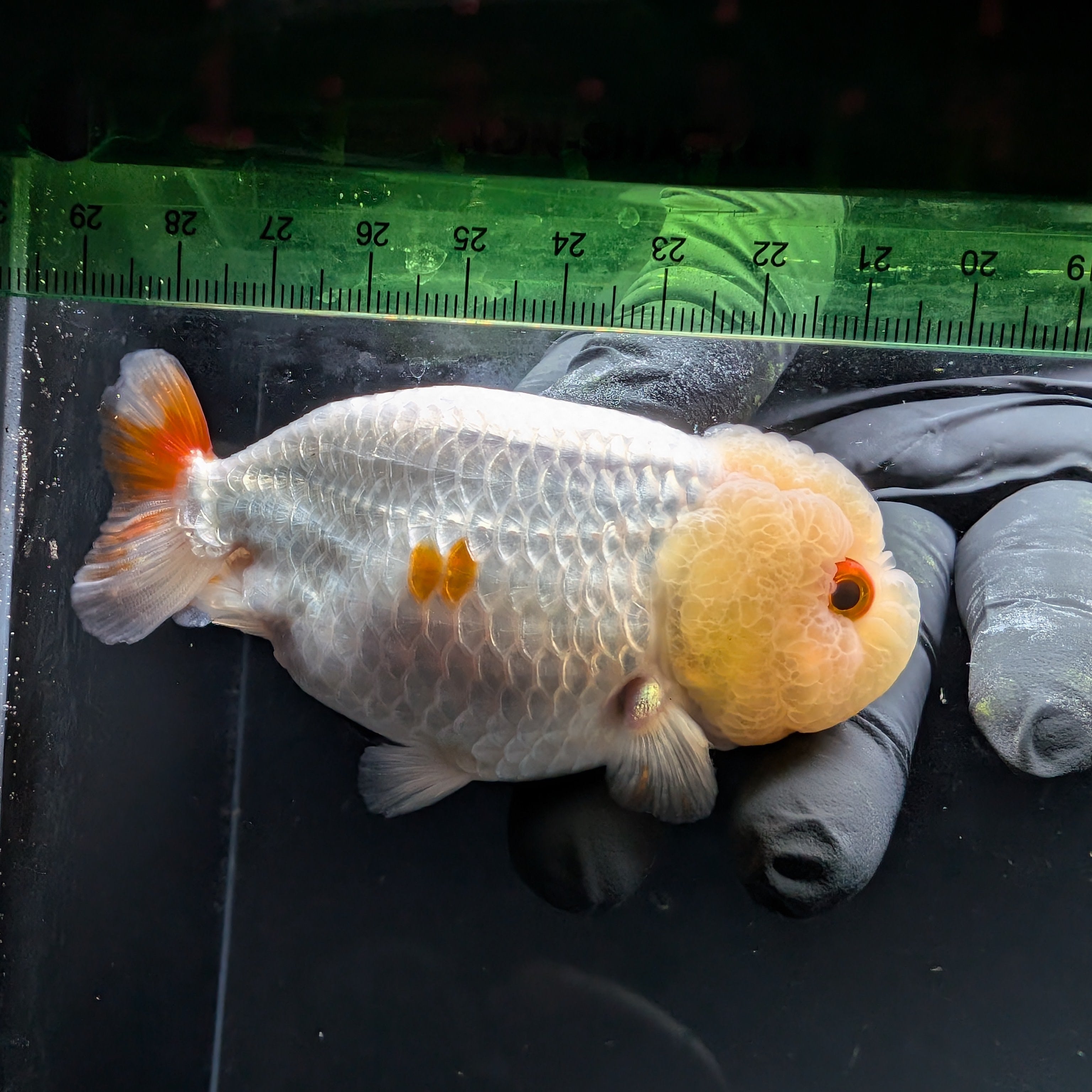 Jumbo Ranchu Red White 3.5"- 4" in. ID#710R8A-021