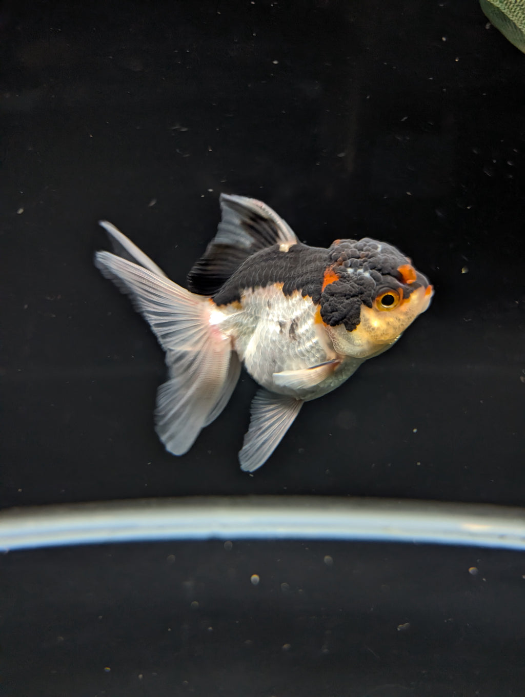 Thai Juvenile Oranda Tricolor 3"-3.5" in.  ID#717T1A-003