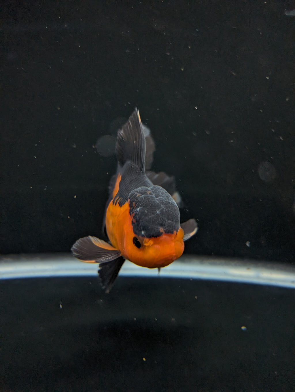 Thai Oranda Red Black 4"-4.5"in.  ID#1016T1A-004