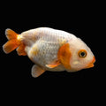 Ranchu Red White 3"-3.5" in. ID#501R13A-022