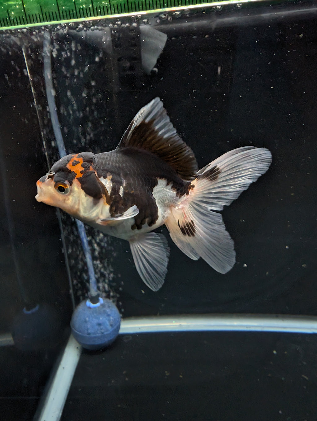 Thai Juvenile Oranda Tricolor 3"-3.5" in.  ID#626T1A-002