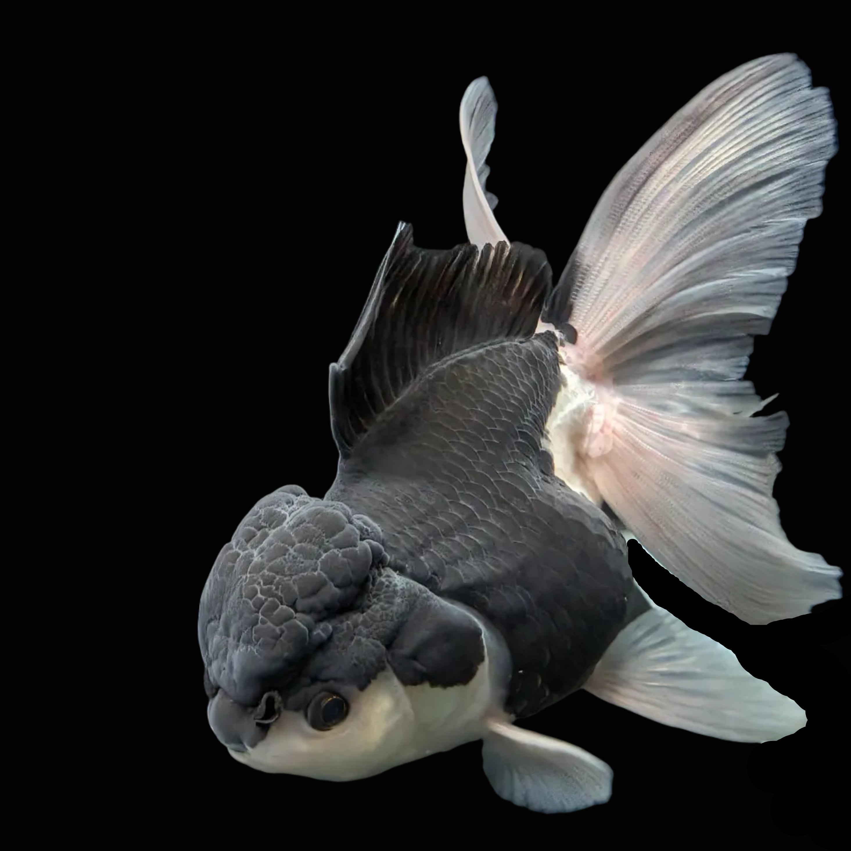Thai Oranda Panda  4.5"-5"  ID#718T5B-002